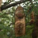 Albizia brevifolia Meyve