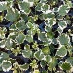Coleus madagascariensis Leaf