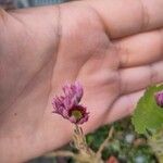Sempervivum arachnoideum Flower