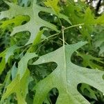 Quercus shumardii ഇല