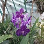 Vanda coerulescens Flor