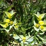 Euphorbia terracina Flower