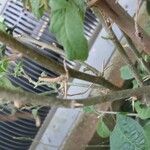 Lycium cestroides Corteza