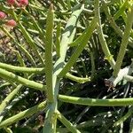 Euphorbia gossypina Leaf