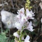 Linaria nivea Flor