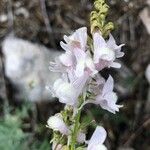 Linaria nivea