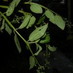 Aciotis rubricaulis Tabia