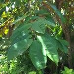Chrysophyllum cainito Otro