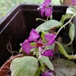 Clarkia unguiculataBlüte