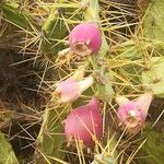 Opuntia dillenii Fruit