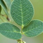 Lespedeza hirta Leaf