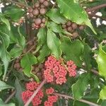 Leea guineensis Leaf