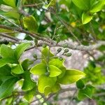 Ligustrum japonicumFruit