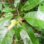 Croton schiedeanus Leaf