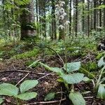 Pyrola ellipticaЦветок