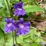 Pinguicula grandiflora Flor