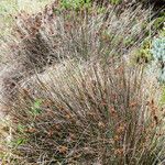 Juncus acutus Συνήθη χαρακτηριστικά