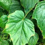 Begonia formosana Leaf