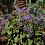 Limonium arborescens Habitus