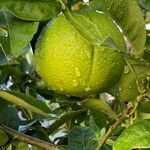 Citrus × latifolia ഫലം