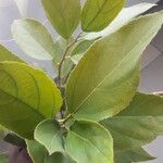 Ficus exasperata ഇല