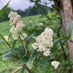 Ligustrum vulgareΛουλούδι