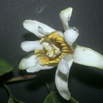 Passiflora candida Flor