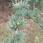 Cedrus libani 葉