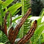 Polystichum munitum Foglia