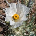 Argemone pleiacantha Квітка