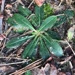 Pilosella officinarum Leaf