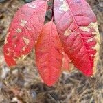Oxydendrum arboreum 叶