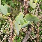 Cotyledon barbeyi Leaf