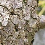 Cephalanthus occidentalis چھال