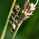 Carex buxbaumii Fruit