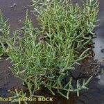 Salicornia procumbens Характер