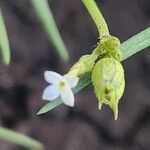 Oldenlandia lancifolia Квітка