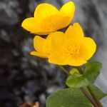Ranunculus montanus 花