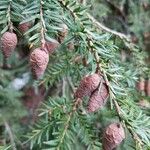 Tsuga heterophylla Fruit