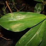 Costus pulverulentus Hoja