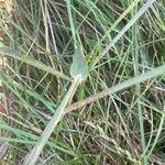 Phleum pratense 葉