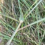 Phleum pratense Lapas