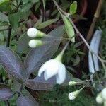 Solanum laxum Flower