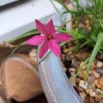 Hypoxis baurii