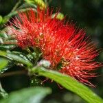 Combretum constrictum Flor