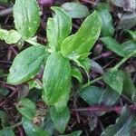 Callisia serrulata Folla