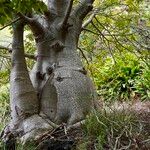 Adansonia gregorii Rusca