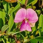 Tephrosia emeroides Blomma