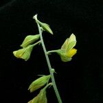 Crotalaria albida Natur