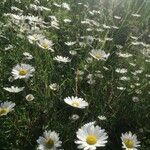 Leucanthemum graminifolium Kvet